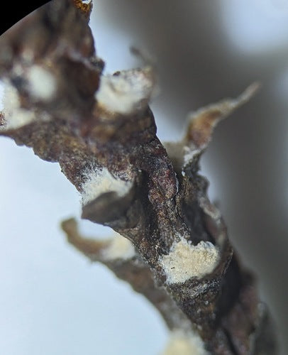 Rosa Schimmel — Bild 2