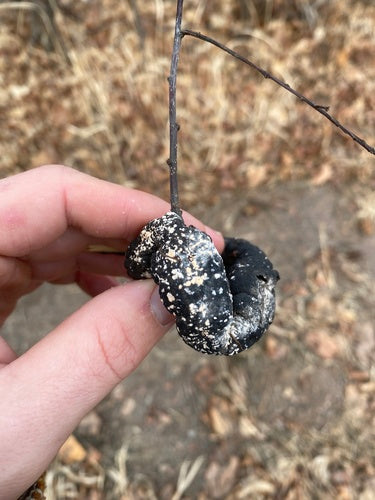 Rosa Schimmel — Bild 4