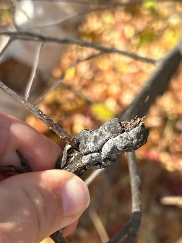 Rosa Schimmel — Bild 1