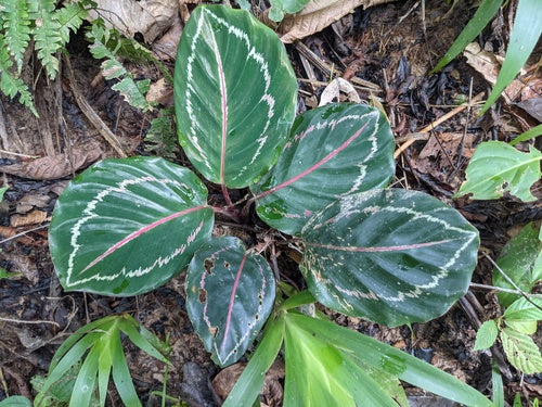 Rosagezeichnete Korbmarante — Bild 4