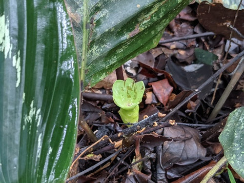 Rosagezeichnete Korbmarante — Bild 3