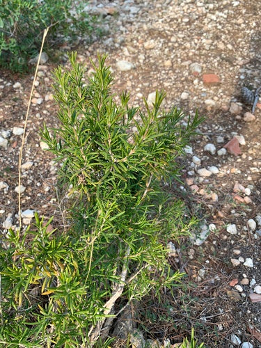 Rosmarin — Bild 3