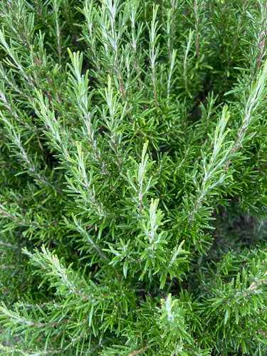 Rosmarin — Bild 2