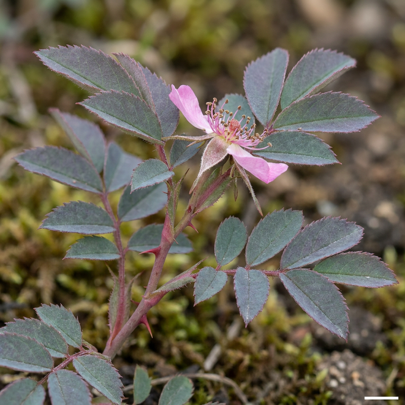 Rotblättrige Rose