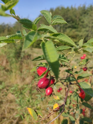 Rotblättrige Rose — Bild 4 von 9