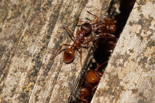 Rote Rasenameise - Bild 2