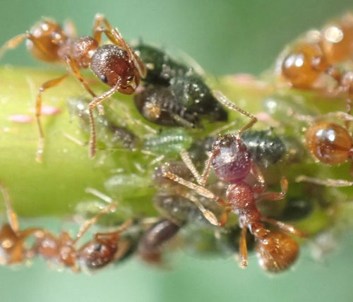 Rote Rasenameise - Bild 7