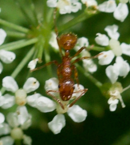 Rote Rasenameise — Bild 1