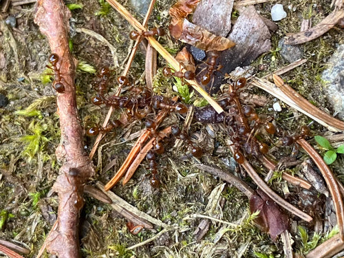 Rote Rasenameise — Bild 2