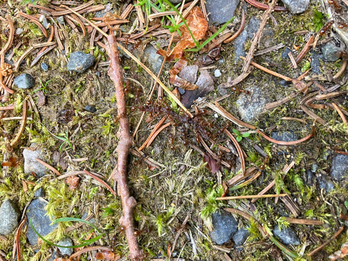 Rote Rasenameise — Bild 3