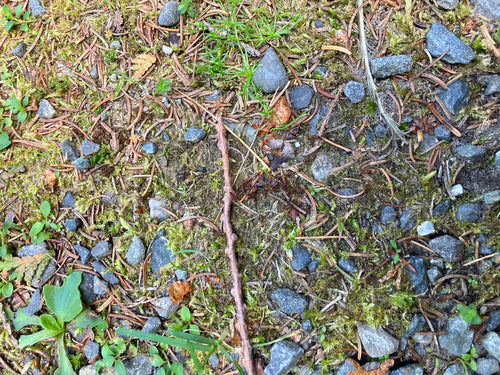 Rote Rasenameise — Bild 4