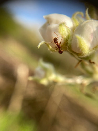 Rote Rasenameise - Bild 6