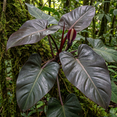 Roter Baumfreund (Sorte 'Black Cardinal')  Silberkraft