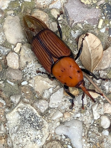 Roter Palmrüssler — Bild 5 von 8