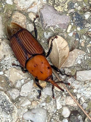 Roter Palmrüssler — Bild 3 von 8