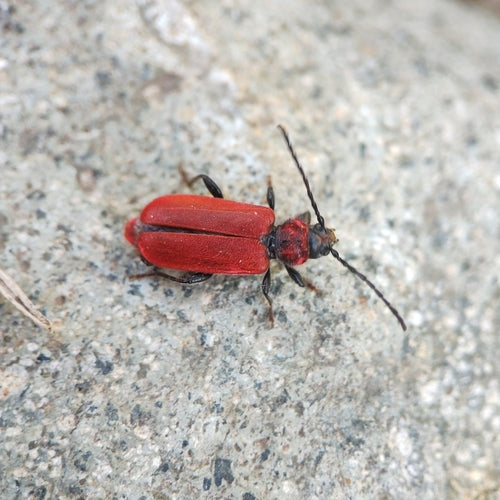 Rothaarbock — Bild 3