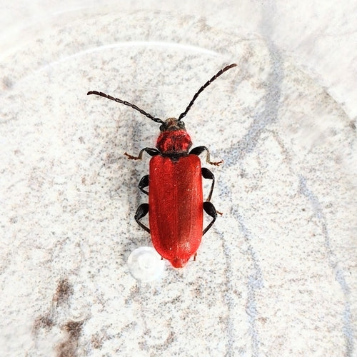 Rothaarbock — Bild 5