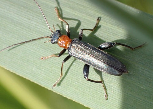 Rothalsiger Scheinbockkäfer — Bild 3
