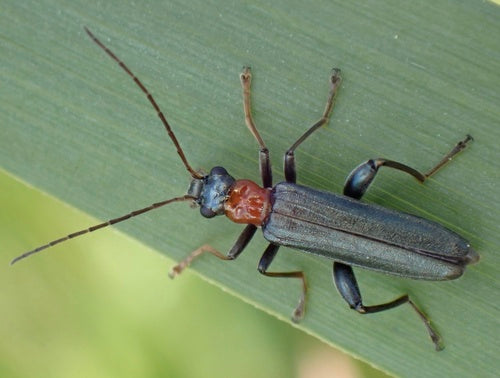 Rothalsiger Scheinbockkäfer — Bild 2