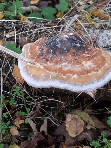 Rotrandiger Baumschwamm — Bild 5