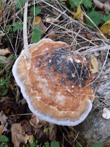 Rotrandiger Baumschwamm — Bild 3