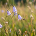 Blüte von Rundblättrige Glockenblume (Campanula rotundifolia) in Nahaufnahme (KI-generiert)