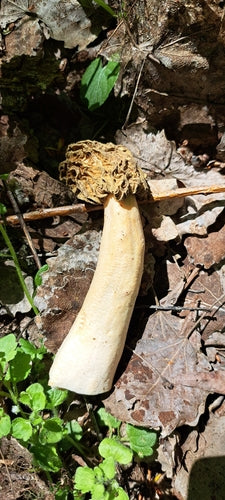 Runzel-Verpel — Bild 4