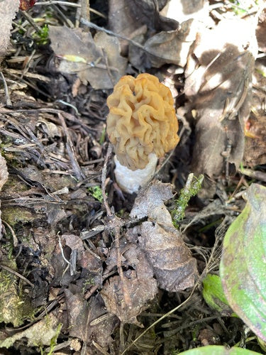 Runzel-Verpel — Bild 5