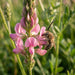 Blüte von Saat-Esparsette (Onobrychis viciifolia) in Nahaufnahme (KI-generiert)
