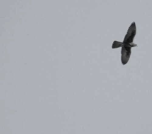 Sakerfalke — Bild 5 von 8