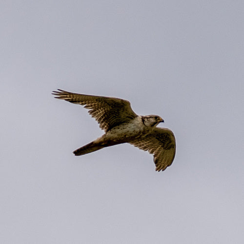 Sakerfalke — Bild 4 von 8