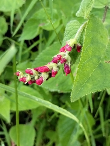 Salbei — Bild 4