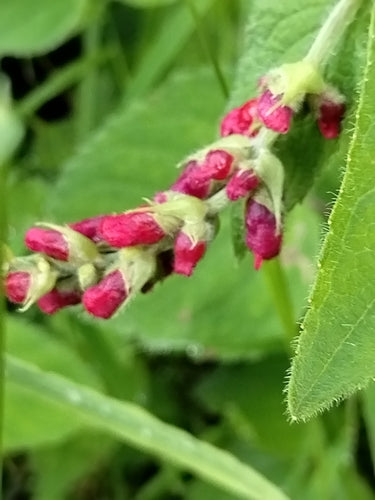 Salbei — Bild 5