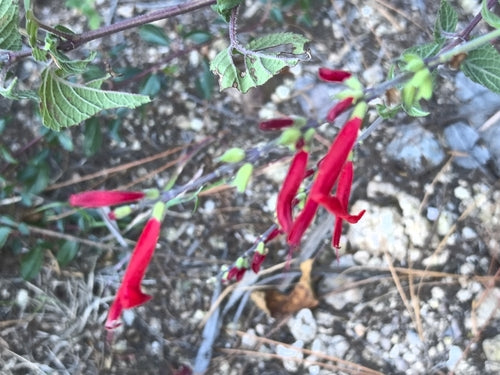 Salbei — Bild 1