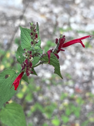 Salbei — Bild 2