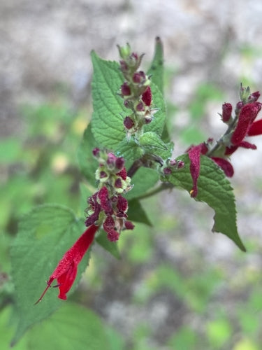 Salbei — Bild 3