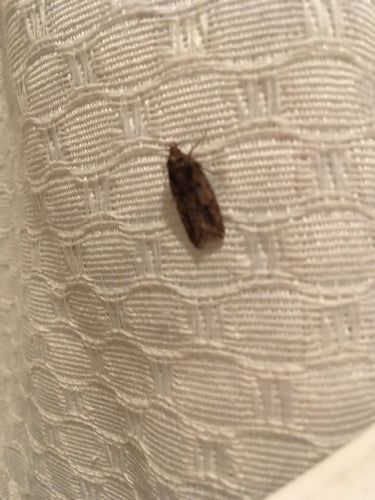 Samenmotte — Bild 5