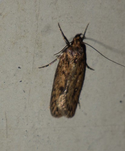 Samenmotte — Bild 1