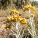 Blüte von Sand-Strohblume (Helichrysum arenarium) in Nahaufnahme (KI-generiert)