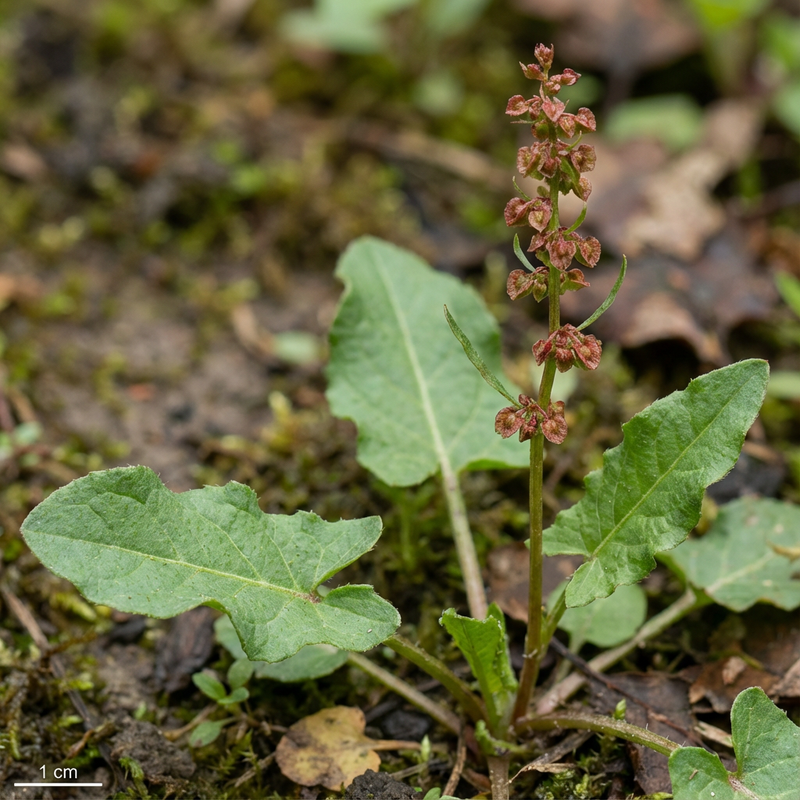 Sauerampfer (Rumex acetosa), KI-Illustration