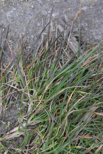Schaf-Schwingel — Bild 4
