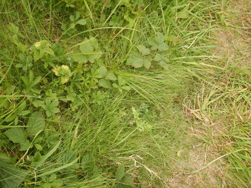 Schaf-Schwingel — Bild 1