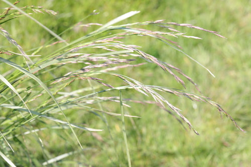 Schaf-Schwingel — Bild 3