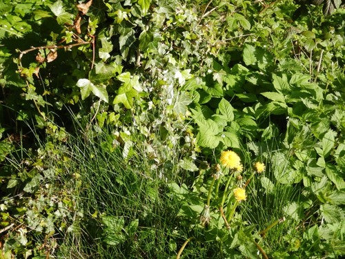 Schaf-Schwingel — Bild 2