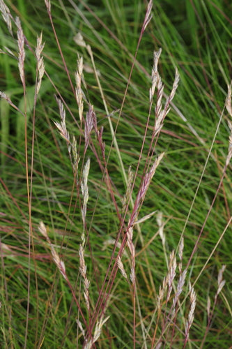 Schaf-Schwingel — Bild 5