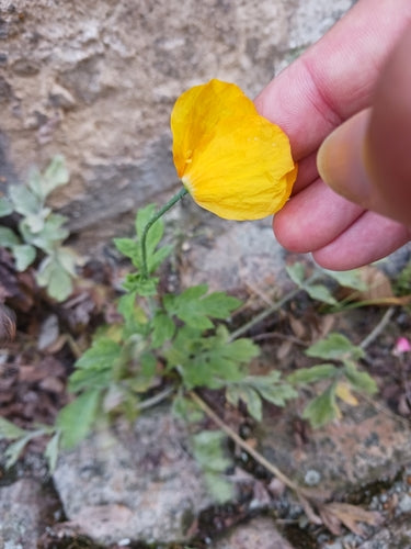 Scheinmohn — Bild 5 von 9