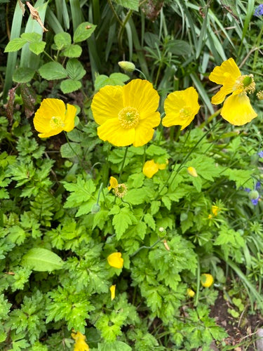 Scheinmohn — Bild 2 von 9