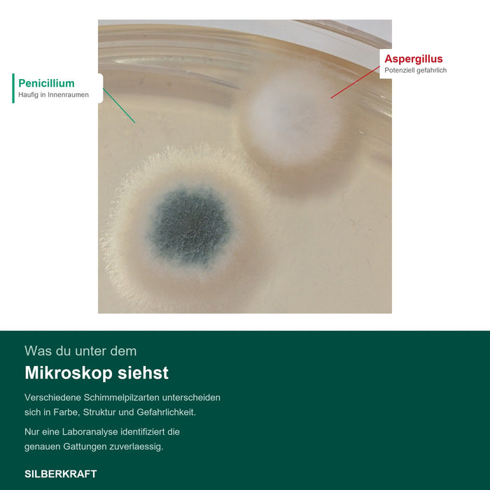 Schimmelpilz-Kolonien Detailaufnahme unter dem Mikroskop