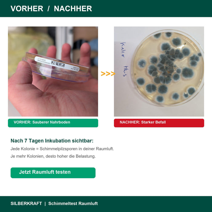 Schimmeltest Vorher Nachher - Saubere vs befallene Petrischale