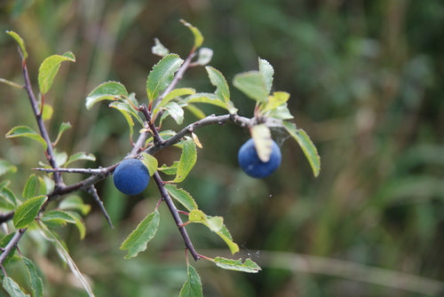 Schlehen — Bild 4